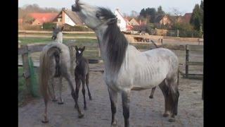 The Beautiful and Pure Horse Family,  The Wild Horse Place