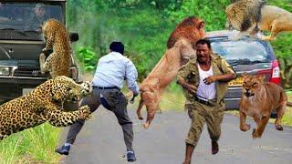 Terrible Moments! Wild Animals Surround And Attack Tourists For Encroaching On Their Habitat