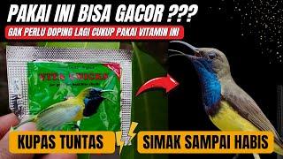 HARUS TAUINILAH MANFAAT DAN FUNGSI VITA CHICKS UNTUK SOGONBENARKAH BISA BIKIN GACOR