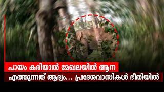 പായം കരിയാല്‍ മേഖലയില്‍ ആന എത്തുന്നത് ആദ്യം... പ്രദേശവാസികള്‍ ഭീതിയില്‍