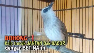 Trucuk BETINA MEMANGGIL JANTAN Suara Paling Dicari untuk pancingan trucukan gacor yang SUSAH ROPEL