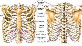 Two Minutes of Anatomy: Ribcage