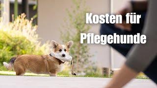 Infos zu Pflegehunden - Wie viel kostet ein Pflegehund?