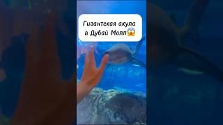 Гигантская акула в Дубай Молл  #дубай #aquarium #океанариум #дубаймолл #акула