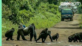 Silverback Gorilla Stops Traffic to Cross Road | Gorilla Family and Me | BBC Earth