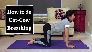 How to Properly do Cat-Cow Breathing Lower Back Relief Strengthens Spine