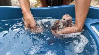 emon afternoon bath in the baby bath