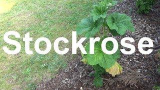 Stockrosen pflege pflanzen gießen düngen Standort schneiden vermehren Stockmalve Alcea rosea