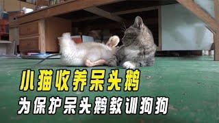 小猫收养呆头鹅，小鹅被狗狗欺负，猫咪为保护呆头鹅教训狗狗