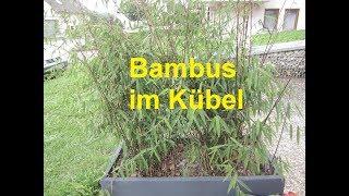 Bambus im Kübel