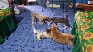 PLAYING TIME PARA MAGUTOM BAGO KO  SILA PAKAININ.(SHIH TZU PAW FAMILY)