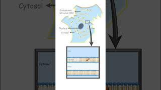 Location of cytochromes  #pharmacology #cytochrome #metabolism