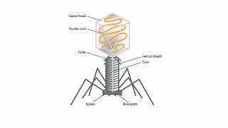 Viral Structures for the USMLE Step 1