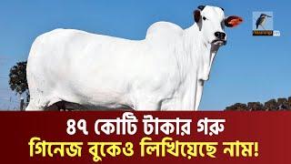 গিনেজ রেকর্ডধারী বিশ্বের সবচেয়ে দামী গরু ব্রাজিলে | Most Expensive Cow | Maasranga News