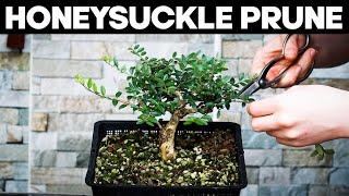 Pruning a Honeysuckle Bonsai ️ (Lonicera)