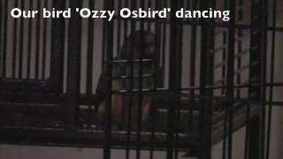 Dancing Bird - Ozzy Osbird can dance!