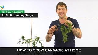 Ep 5 - Harvesting Stage Instructions - Craft Cannabis @ Home