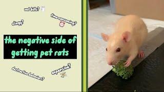 Cons of Owning Pet Rats