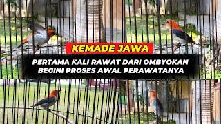 PERTAMA KALI RAWAT KEMADE OMBYOKANFULL MERAH FULL GIRAS BISA BUNYI GAK NIH 