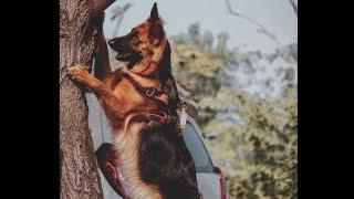 Germany Shepherd Barking| Dog Barking