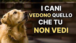 12 COSE CHE I CANI SONO IN GRADO DI VEDERE E SENTIRE MA TU NON PUOI