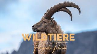 WILDTIERE fotografieren: 3 Tipps & 1 Bildbearbeitung