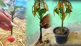 How to propagate mango by cutting onion branches to help the roots