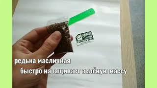 Норма высева семян редьки масличной