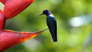 White-necked Jacobin in Costa Rica.