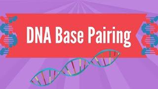 DNA Base Pairing