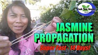 PROPAGATING JASMINE / 14 DAYS To Massive Roots