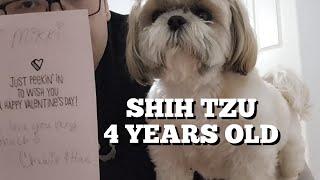 Shih tzu daily life Birthday celebration