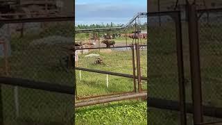 Медведь против лося bear vs moose in Russia