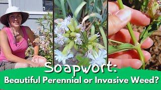 Soapwort: Beautiful Perennial or Invasive Weed?
