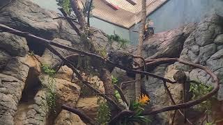 Bearded Emperor Tamarin | Range: South America | Agile Climber