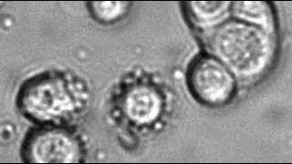 Probing Cell Adhesion Profiles with a Microscale Adhesive Choice Assay