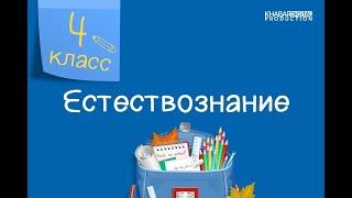 Естествознание. 4 класс. Почему мы видим предметы. Что такое поглощение света /11.01.2021/