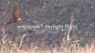 Eurasian woodcock : daylight flight : RSPB Otmoor