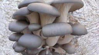 грибной теплица Бишкек 2021 +996777320232 mushrooms how to grow a coal heater in winter