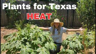 Plants that thrive in Texas heat (flowers and vegetables)