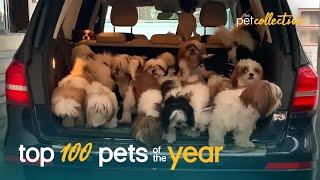 Top 100 Best Pets of the Year (2021) | The Pet Collective | Funny Animal Videos