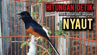 murai batu gacor AMPUH buat PANCINGAN murai batu agar bunyi JADIKAN burung murai gacor EMOSI