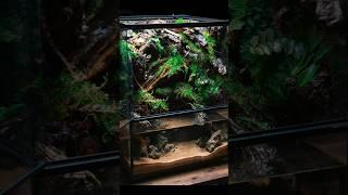 The Guide to Creating a Perfect Paludarium 