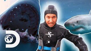 Shark Week’s Most Intense Encounters: The Boldest Bites | Shark Week