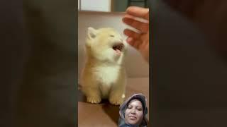 Cat meowing #cute #kitten #trending #funny