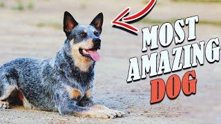 Blue Heeler - 6 Traits that make the Australian Cattle Dog AMAZING