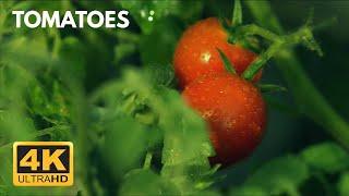 4K HDR Fields of Green, Red Ripe Tomatoes; Juicy, Abundant Vegetables; Soft Relaxing Piano Music