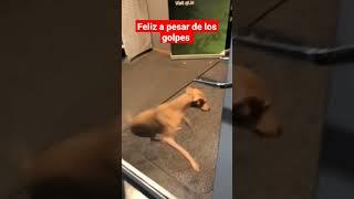 Optimismo a pesar de los golpes del mercado. #trading #botgratis12 #money #funny #viral #dj #dog