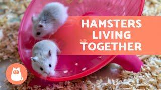 Can you have TWO HAMSTERS in the same CAGE? 