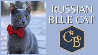 Russian Blue Cat in Detail .